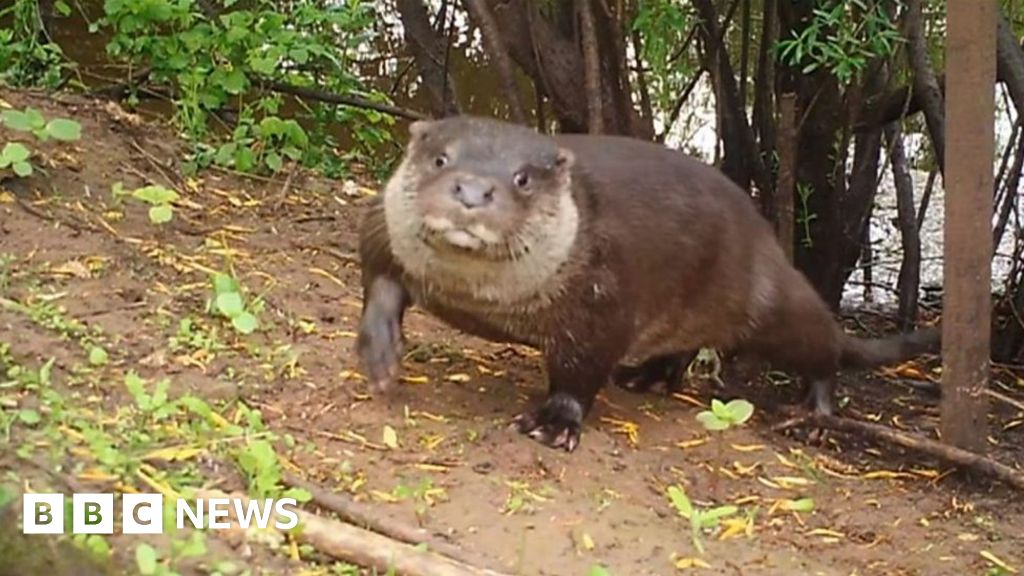 Secret life of otters on River Severn caught on camera BBC News
