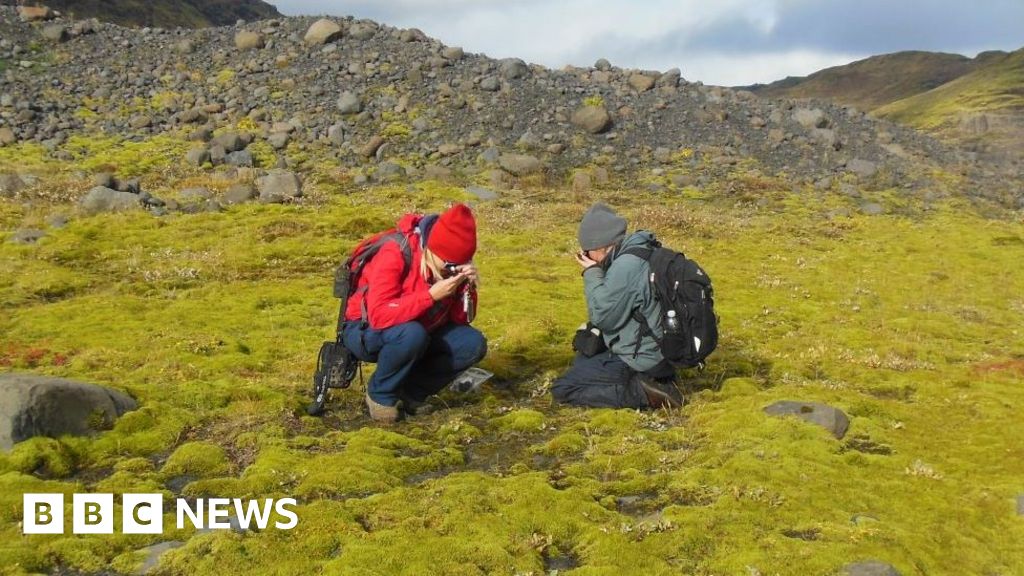 origins-of-land-plants-pushed-back-in-time