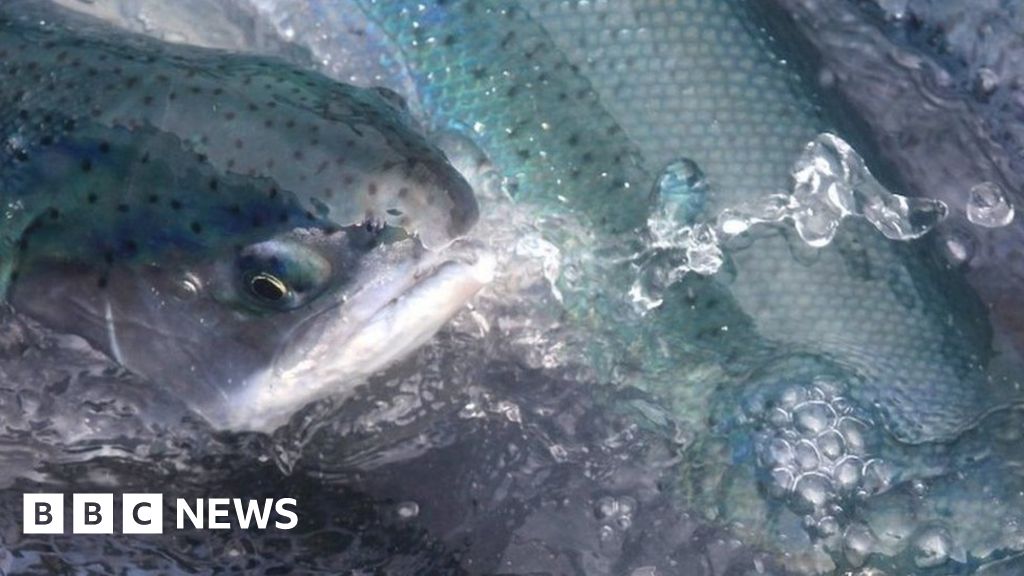 Half the fish at Wester Ross salmon farm wiped out BBC News