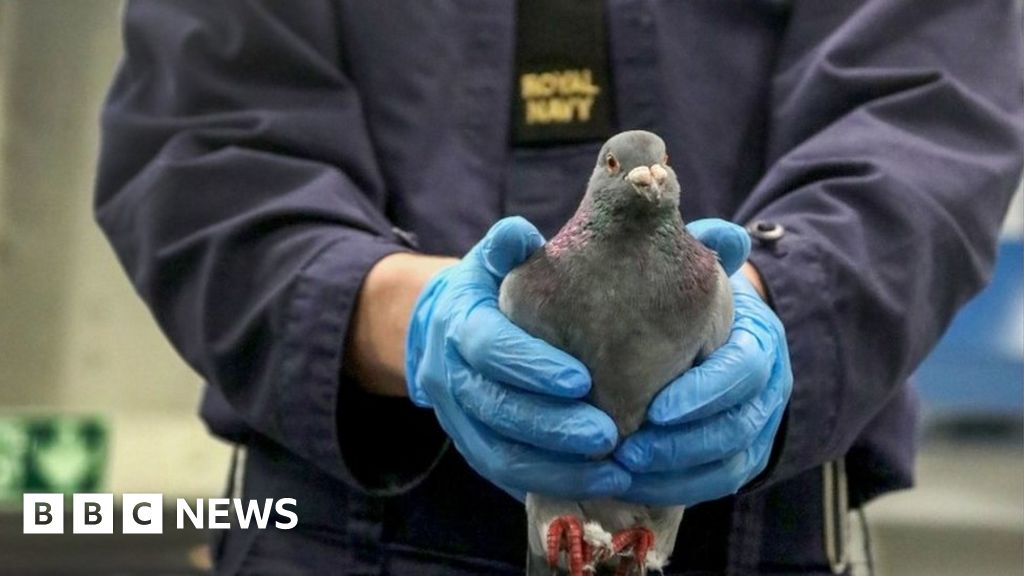 lost-racing-pigeon-lands-on-hms-queen-elizabeth