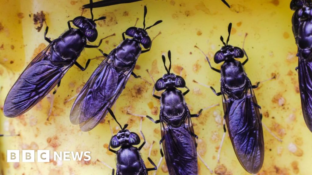 Фермерите на насекоми се обръщат към AI, за да помогнат за намаляване на разходите