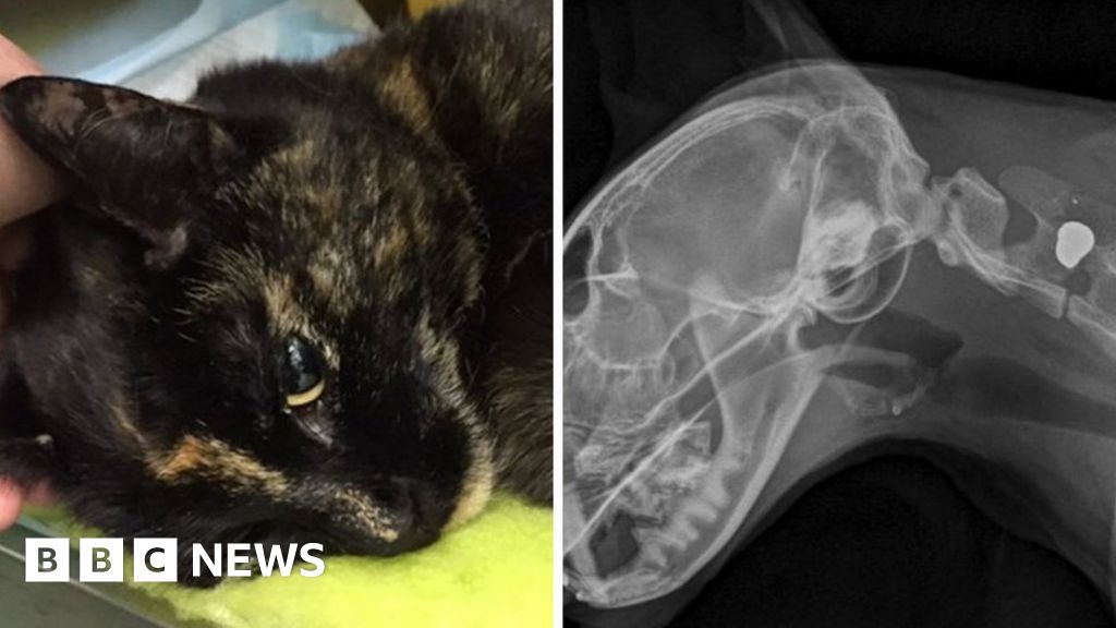 Cat shot in neck with air rifle in Huyton, Liverpool BBC News