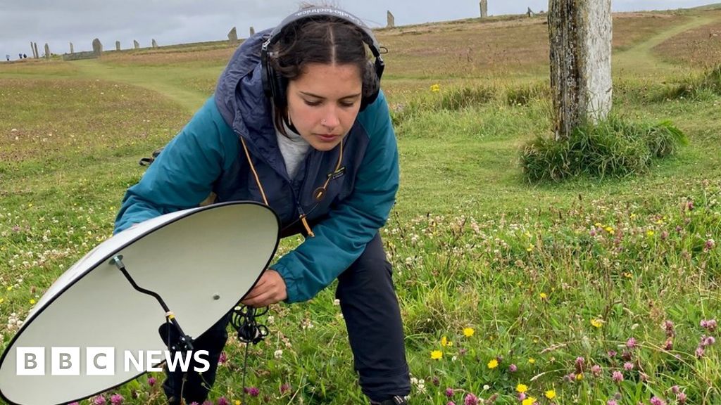 Scientists buzzing with hopes for AI bee research
