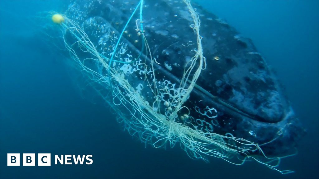 Watch moment trapped whale is cut free from net