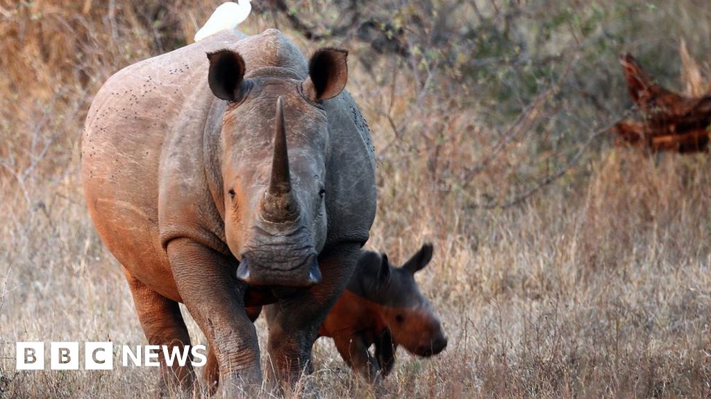 rhinoceros e bike price