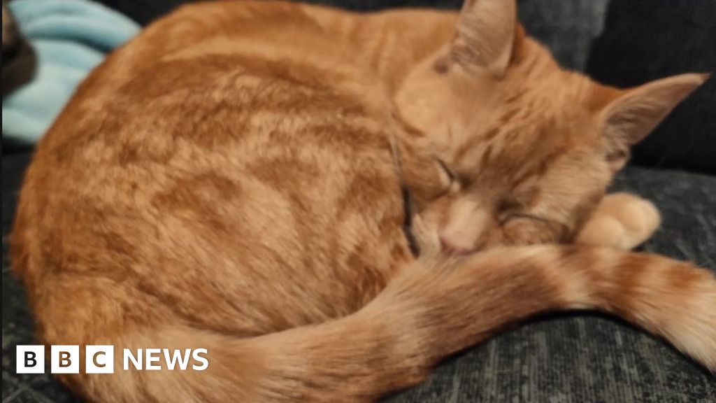 Kitten tied to fence with rope around neck in Bristol - BBC News