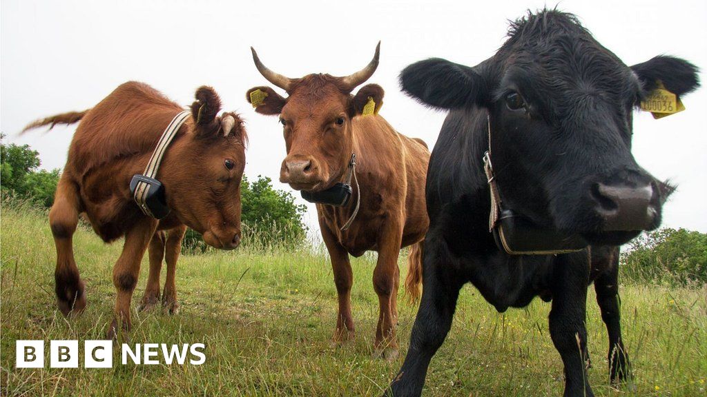 'Invisible' fence installed at Walton Common to stop cattle wandering