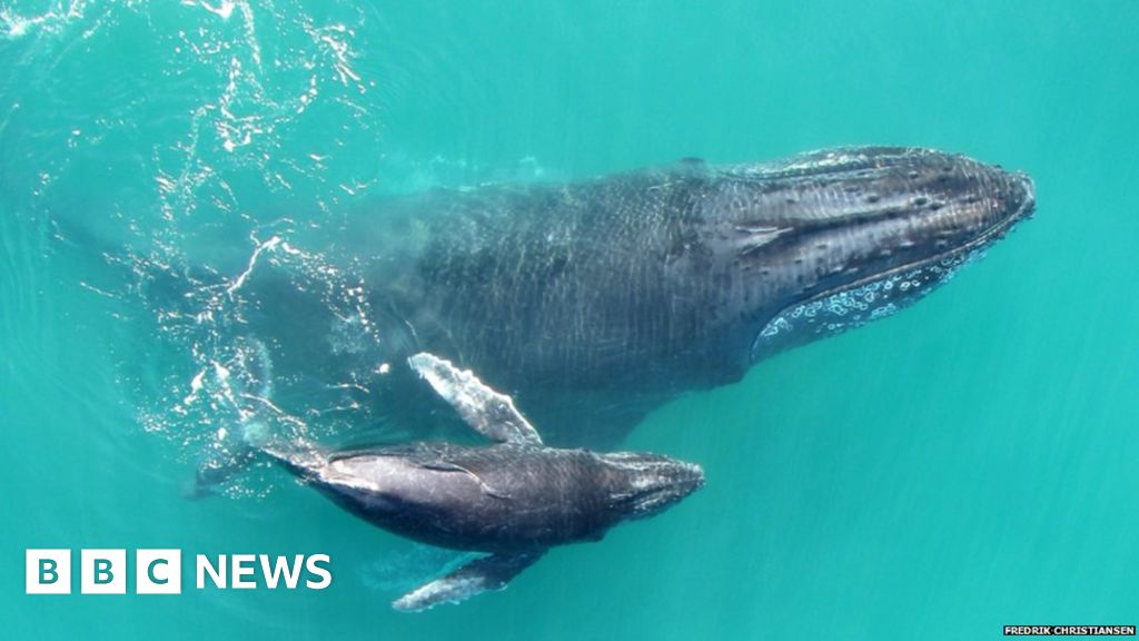 baby-humpback-whales-whisper-to-mums-to-avoid-predators-bbc-news