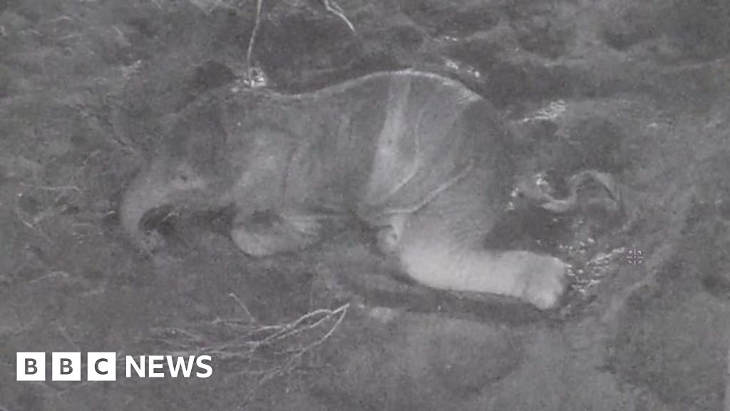 Horrifying Discovery Dozens Of Horses Dead In Sedgwick County - p5h88e1