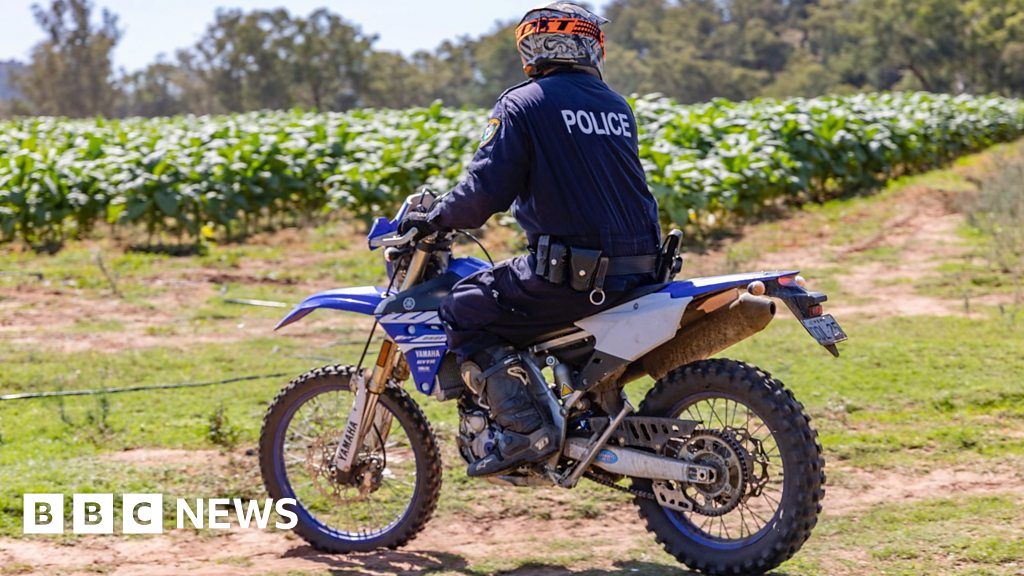 Watch: Police on dirt bikes raid illegal tobacco farm