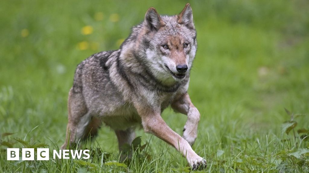 Featured image of post French zoo closed temporarily after pack of nine wolves escape