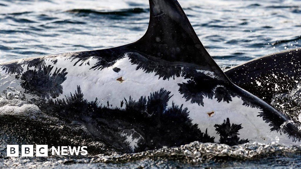 Sunburned Moray Firth dolphin spotted off Ireland - BBC News