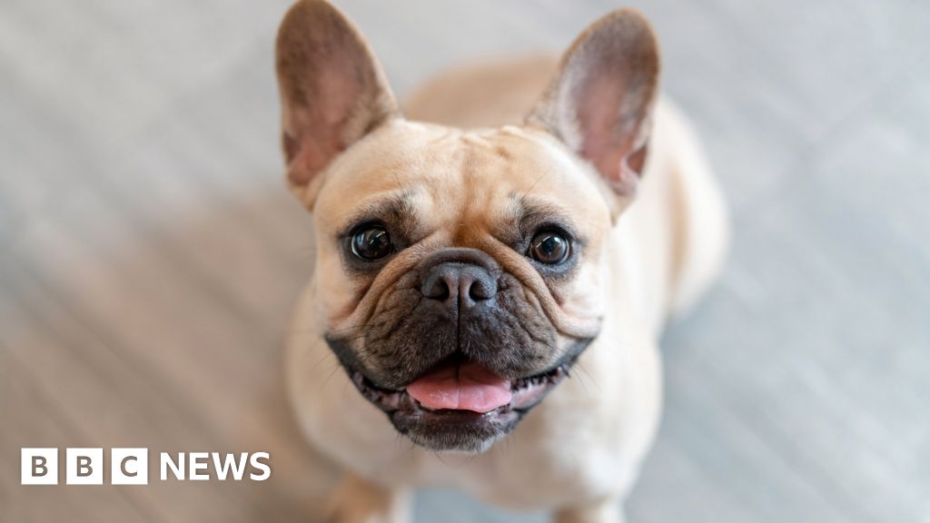 Swansea Owner's punch killed French bulldog puppy