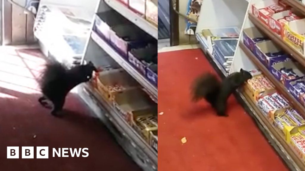 Squirrels have stolen over 40 candy bars from Toronto store BBC News