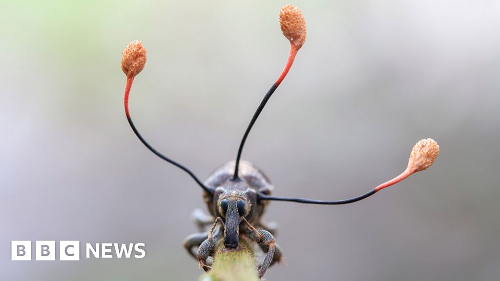 The 'zombie fungus' and the climbing dead - BBC News