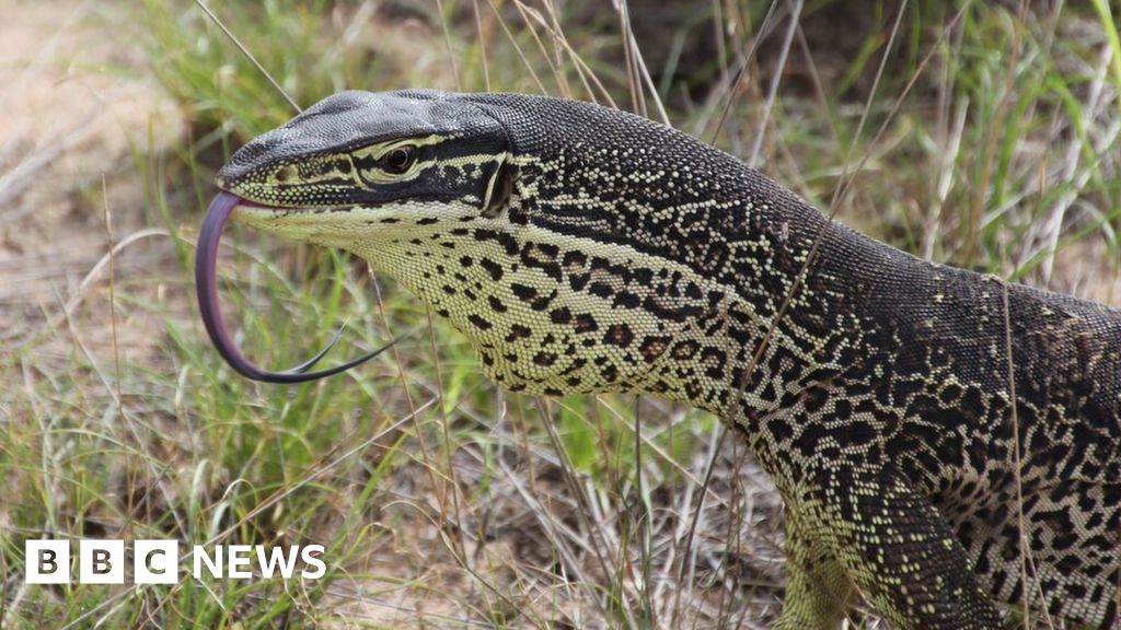 Monitor lizards trained not to eat toxic cane toads - BBC News