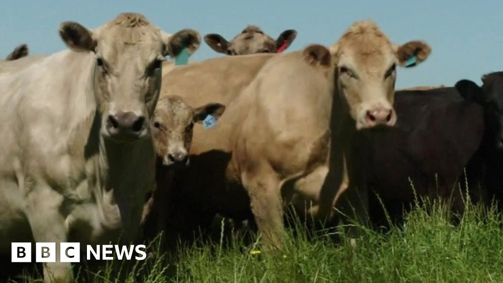 Brexit The Pros And Cons For Australian Trade Bbc News