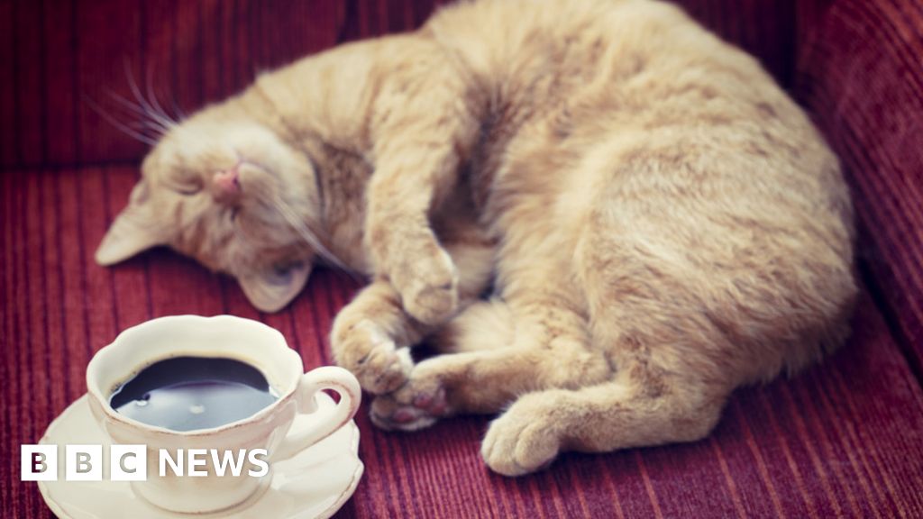 Are cat cafes good for cats? - BBC News