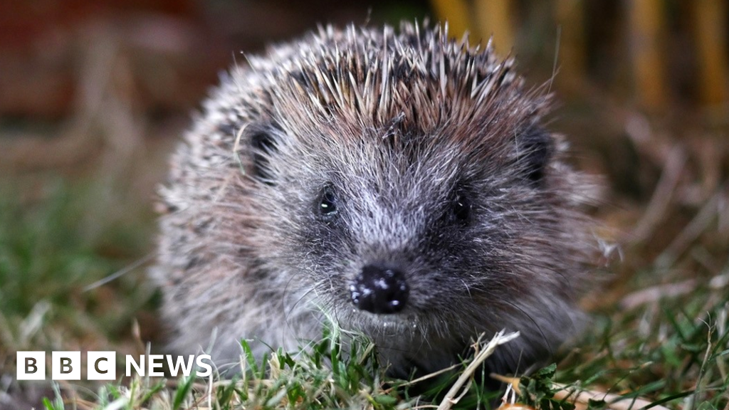 Hedgehog population plummets in UK countryside, research suggests