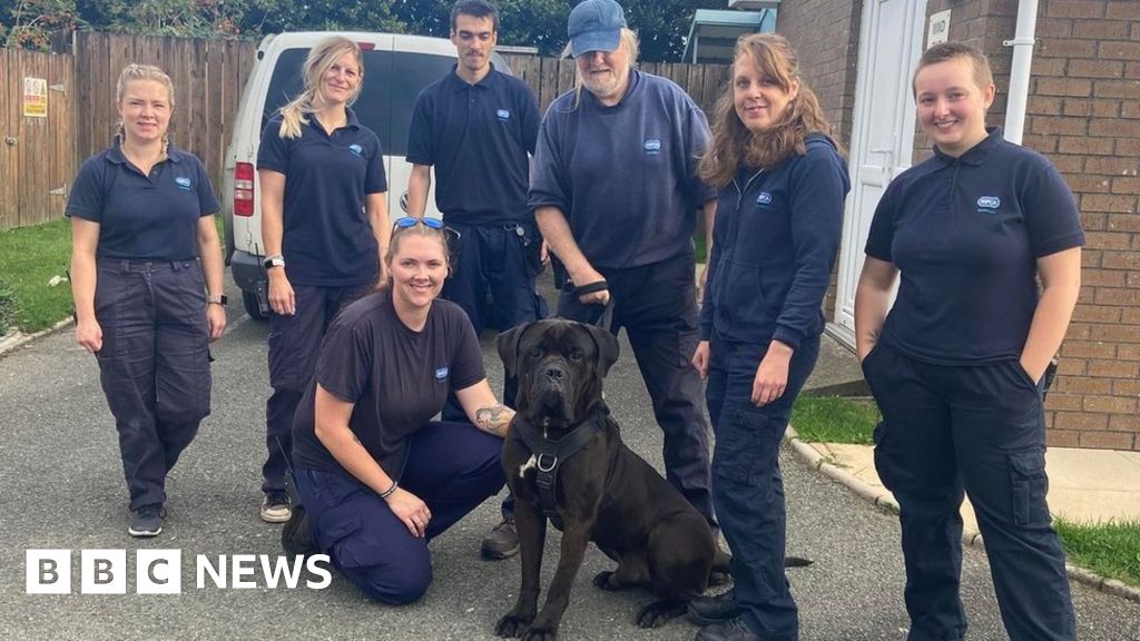Cornwall 60kg rescue dog Basher found new home BBC News