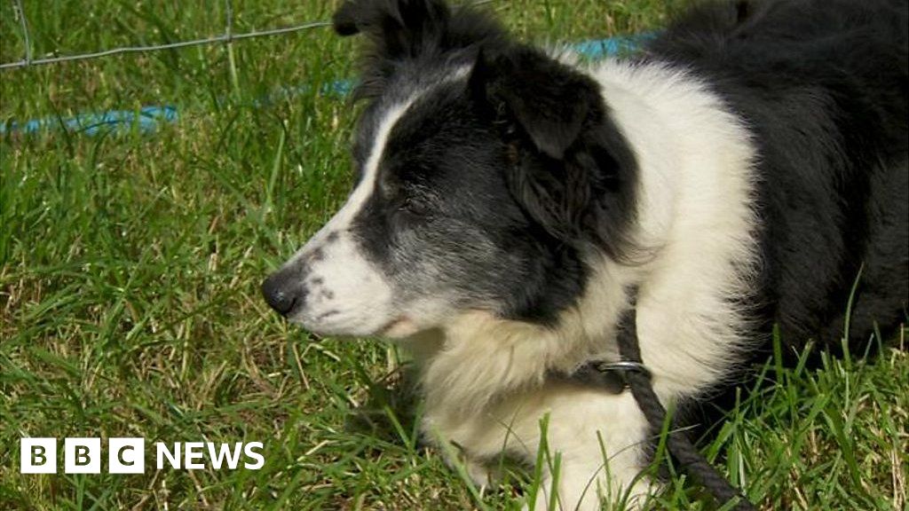 Record number for Macclesfield sheep dog trials BBC News