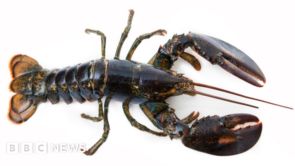 What's the kindest way to kill a lobster? - BBC News