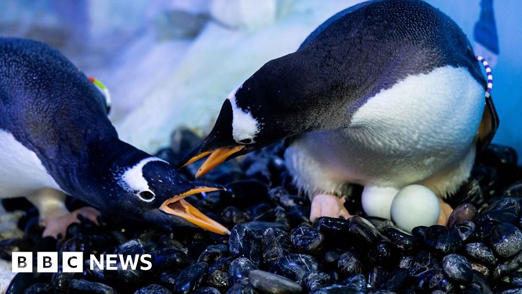 Penguins Form Same Sex Pairs At London Aquarium Bbc News 