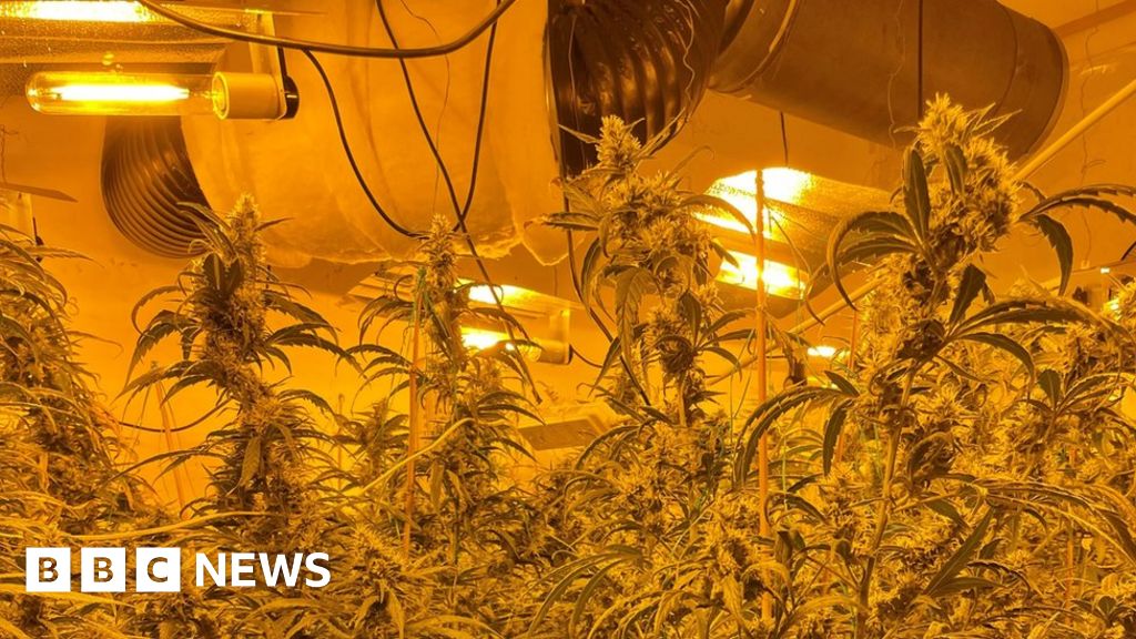 Bedford and Rushden cannabis factories discovered in police raids
