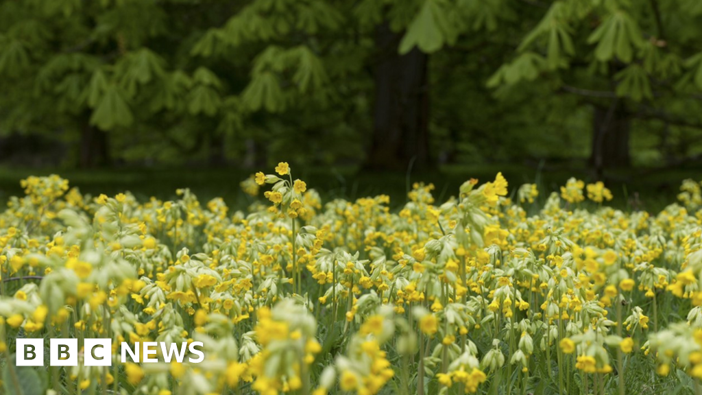 National Trust to sow UK's largest wildflower grassland in Devon