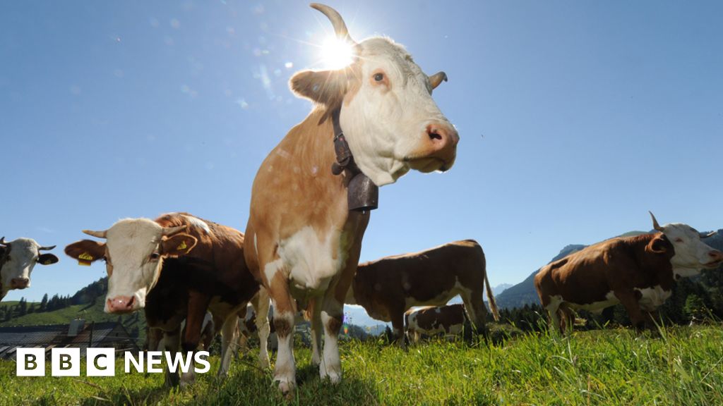 Austrian court orders farmer to remove cow bells from his cattle