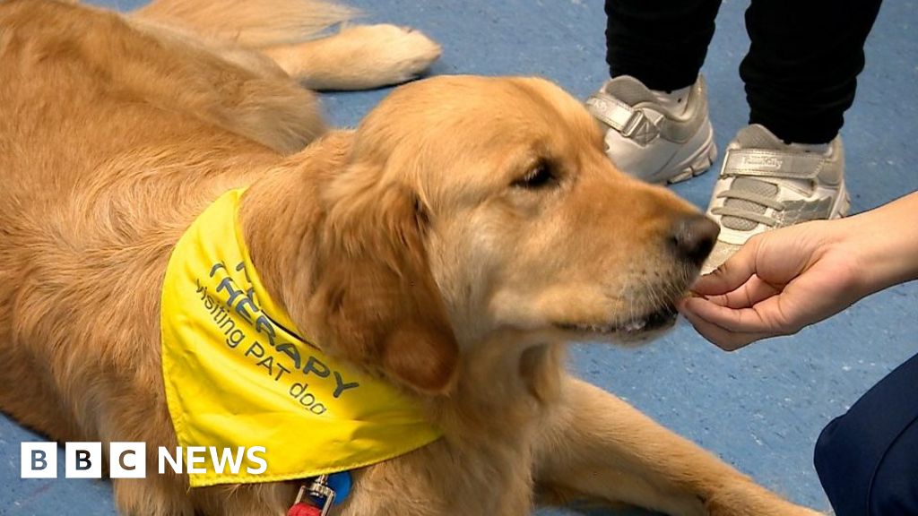 Medway Hospital assistance dog 'Dr Cuddles' helping patients BBC News