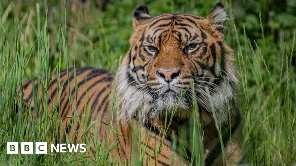 Tiger Cubs Born At Wildlife Safari Aid Conservation Efforts