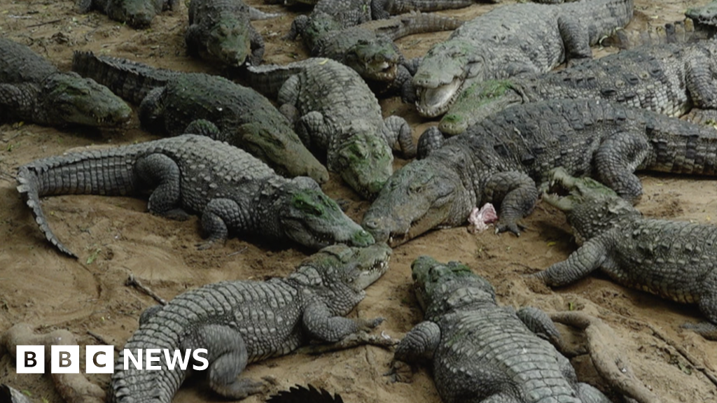 Chennai: Transfer of 1,000 India crocodiles raises thorny question