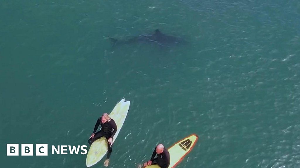 Drone shows great white sharks swimming under surfers