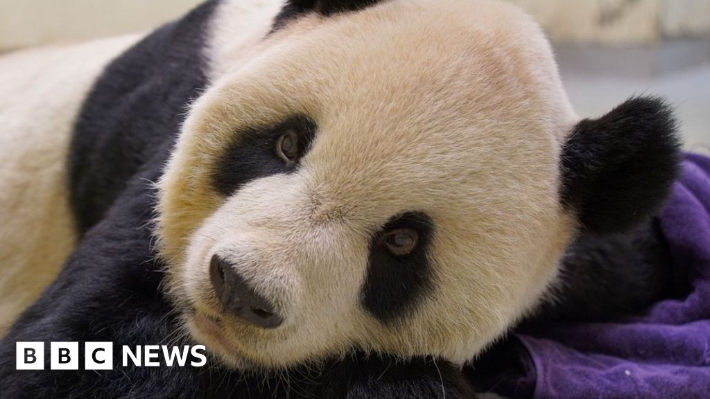 Giant panda gifted to Taiwan by China dies
