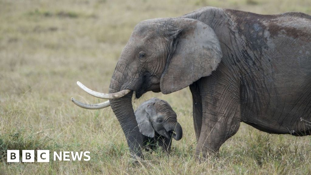 Zoo trade in baby elephants banned internationally