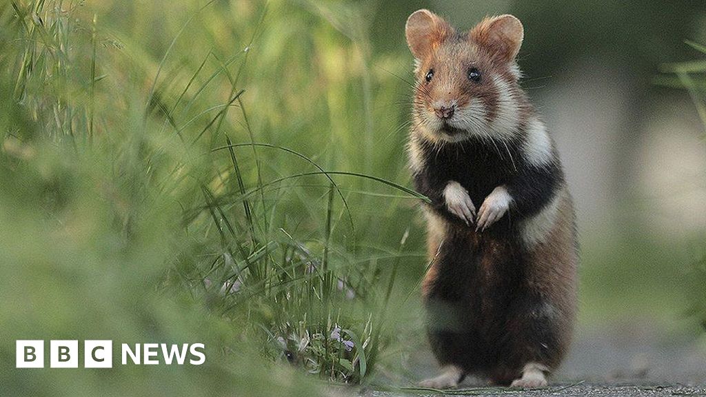 European hamster added to 'critically endangered' list - BBC News