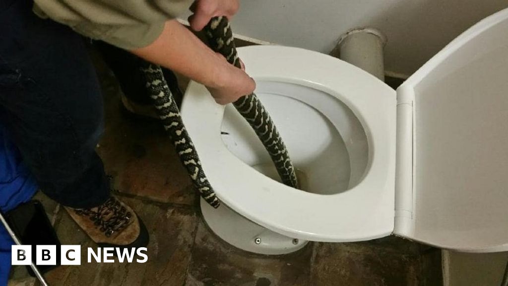 toilet drain snake