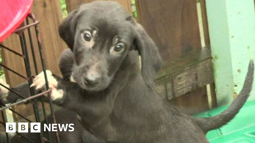 Safe Haven For Furry Friends At Christmas Bbc News