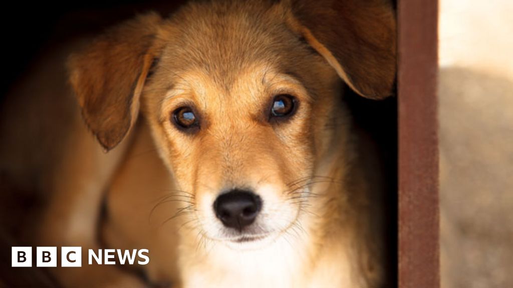 is chinese food made from cats and dogs