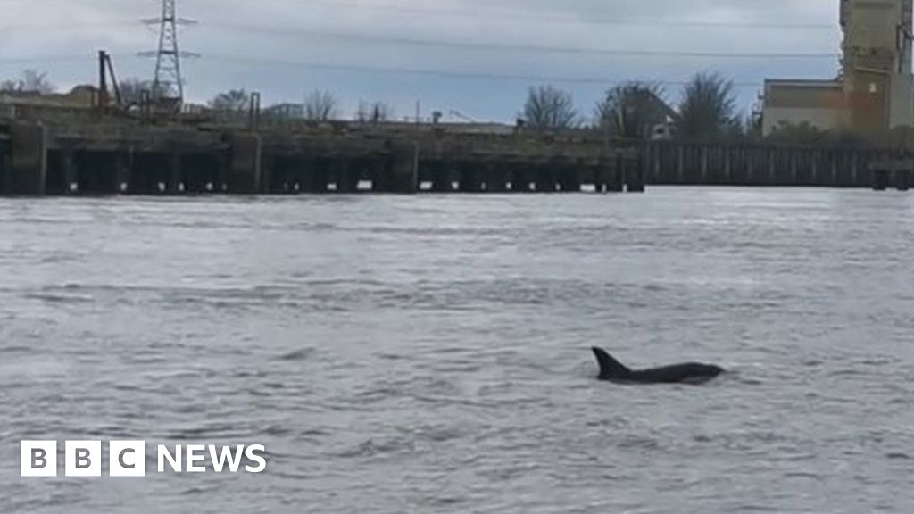 Northfleet: Three dolphins spotted in the River Thames