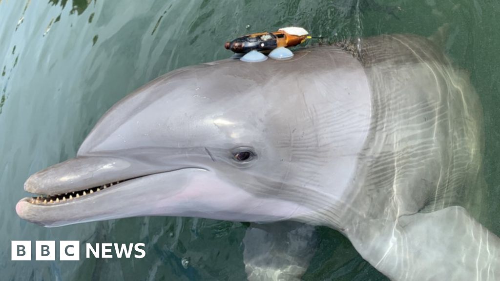 Dolphins ‘shout’ to get heard over noise pollution