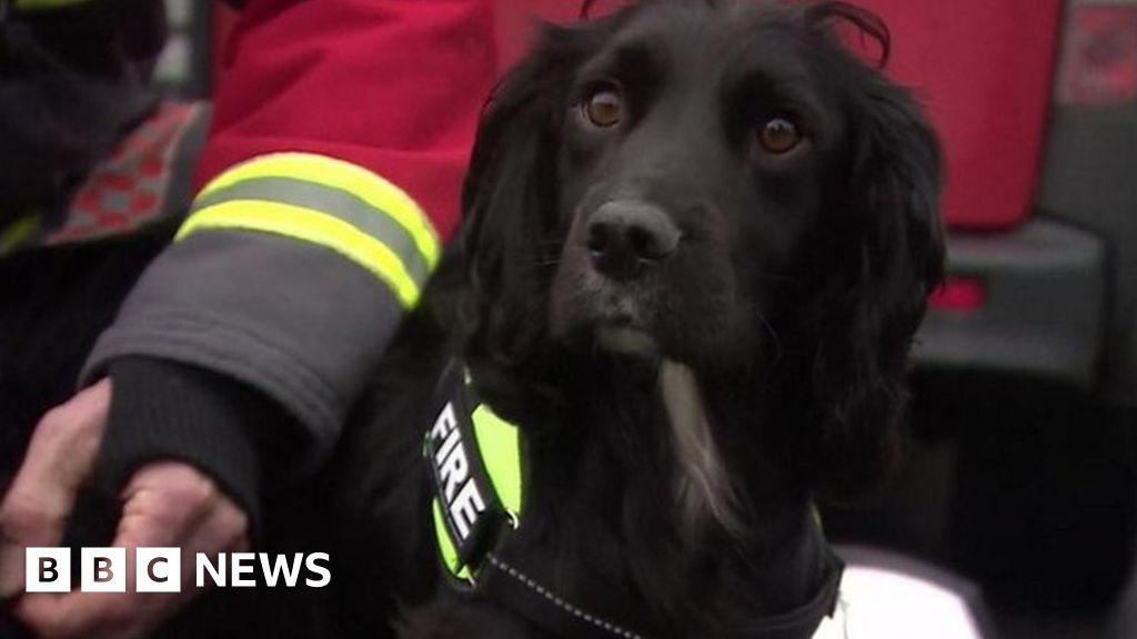 Fire dog Archie stars in new animation - BBC News