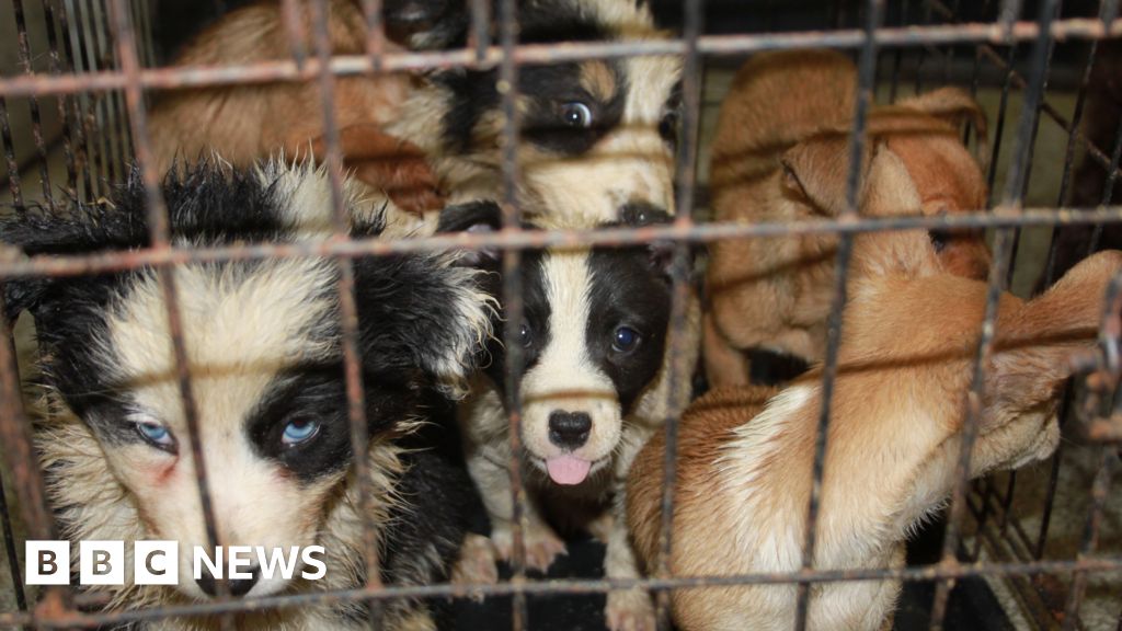 Puppy farming reports increase almost fivefold RSPCA