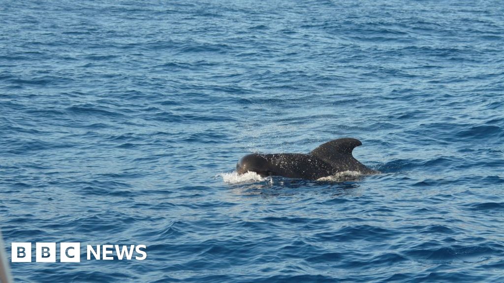 Quick-finned pilot whale first of its variety in British waters