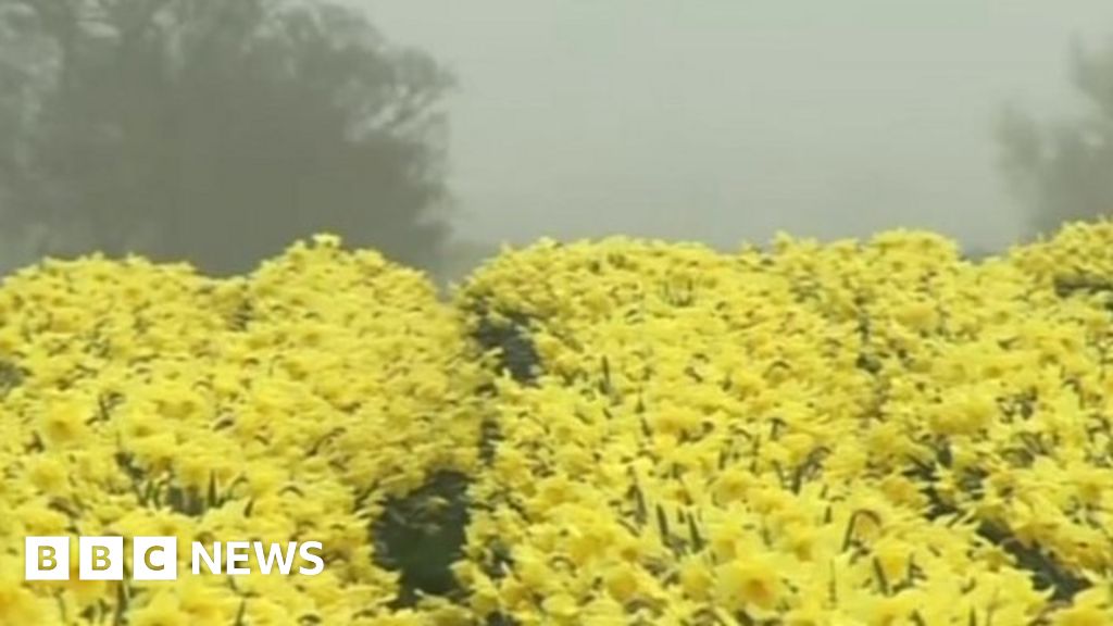 Bangor Uni scientists hunt for new daffodils treatments BBC News