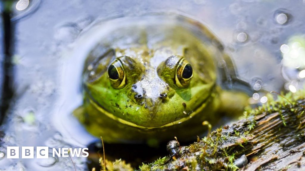 Invasive species bullfrog and snake cost world bn – study