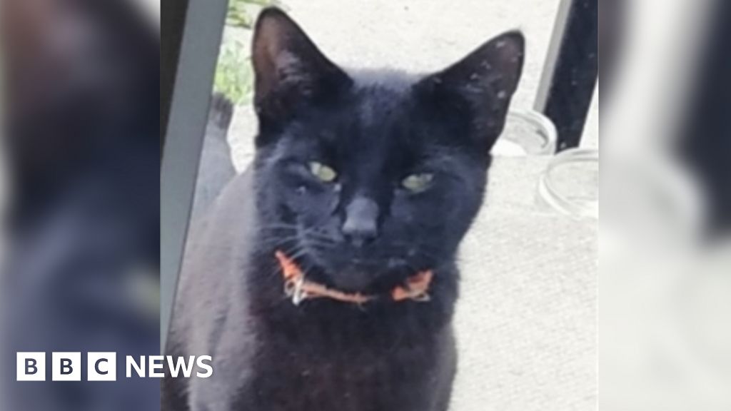 Darfield cat killed by dogs deliberately sent into garden BBC News