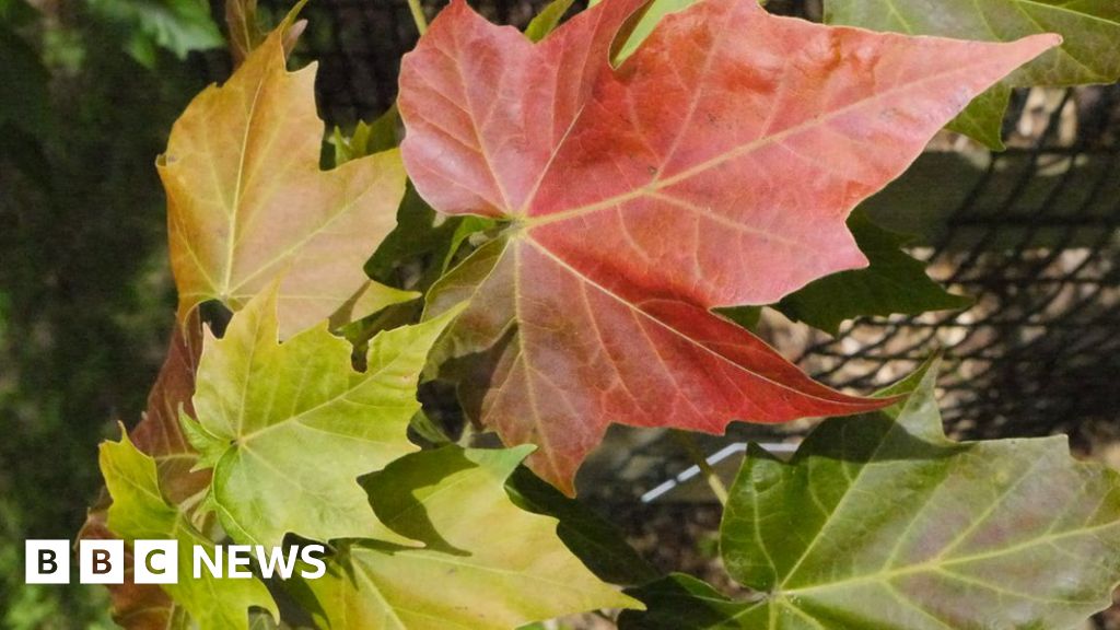 Wild maple trees 'in serious need of conservation'