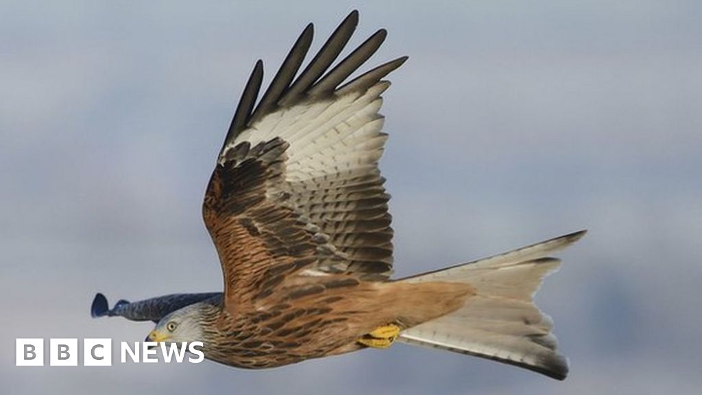 Red kite awareness campaign after reports of stolen food